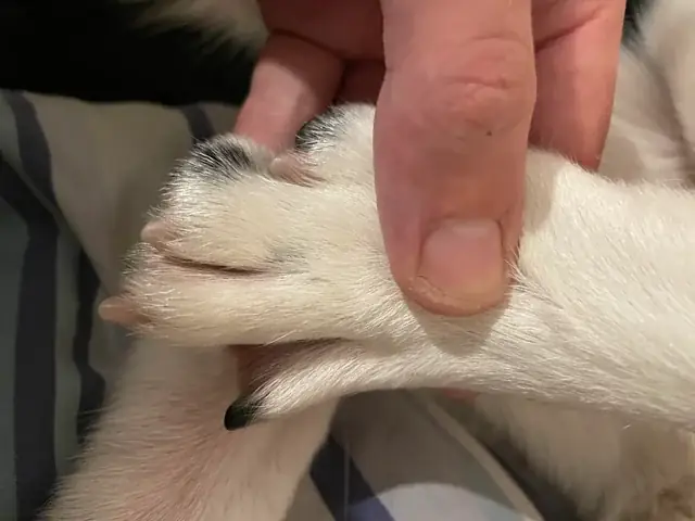 Hiểu Về "con Chó Màu Đen" Trong Tâm Lý Học: Dấu Hiệu Và Cách Hỗ Trợ Người Mắc Trầm Cảm