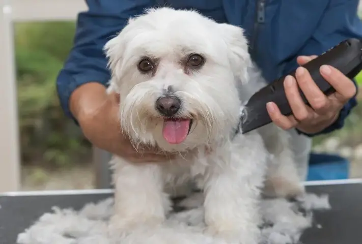 Mua Tông Đơ Cắt Lông Chó Tốt, Giá Rẻ Ở Đâu Hà Nội & Tp. Hcm?