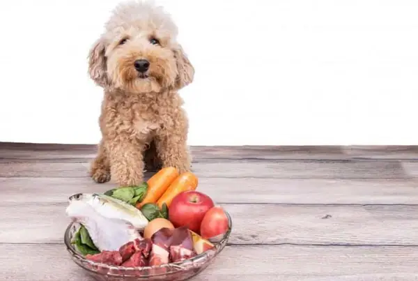 Thức Ăn Cho Chó Poodle Trên 6 Tháng Tuổi