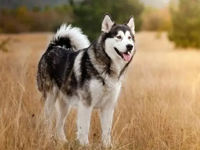 10 Alaskan Malamute