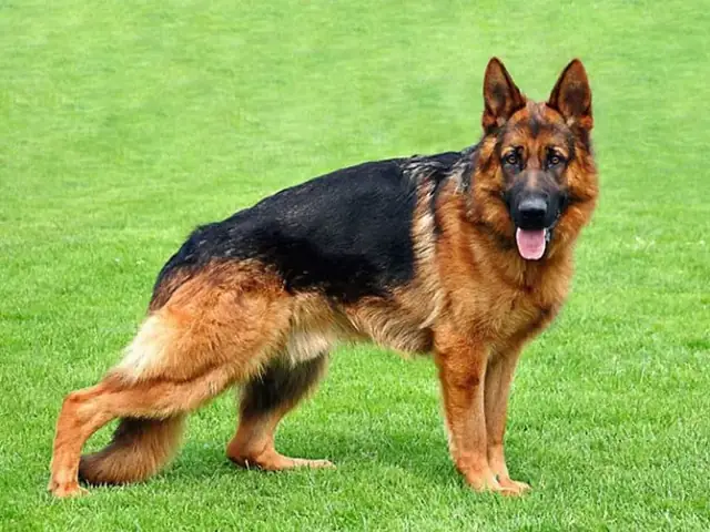 Chó Chăn Cừu Đức - Berger