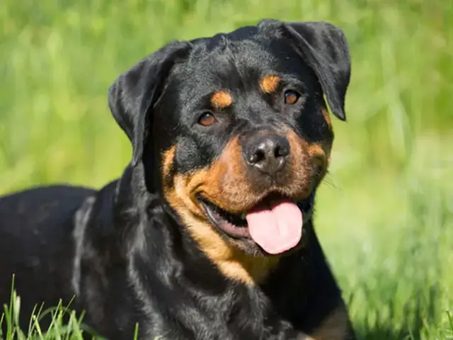 Chó Rốt - Rottweiler