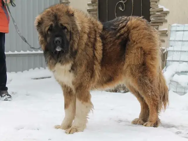 Chó Chăn Cừu Đức