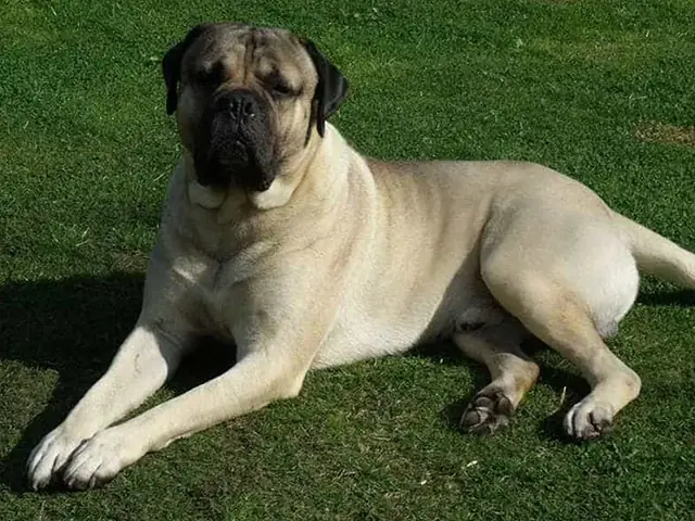 Bullmastiff