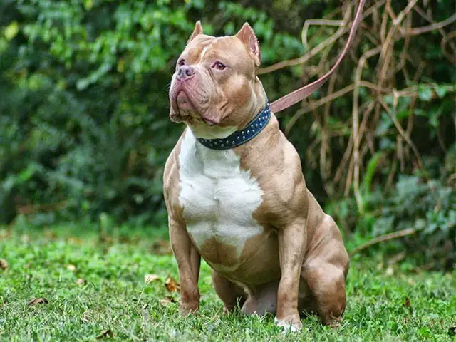 Pitbull
