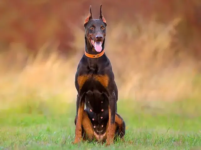 Loài Chó Hung Dữ - Dobermann Pinscher