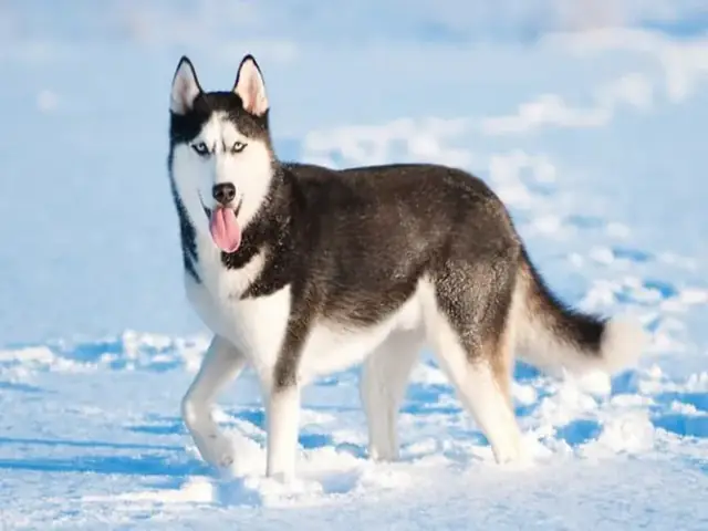 Husky