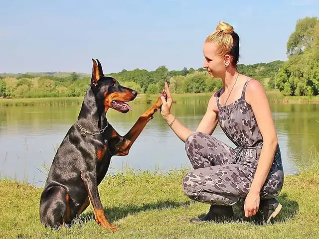 Lưu Ý Khi Nhận Nuôi Những Loài Chó Dữ