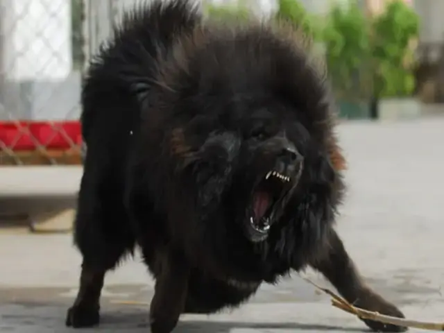 Chó Ngao Tây Tạng - Tibetan Mastiff
