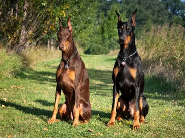 Dobermann Pinscher