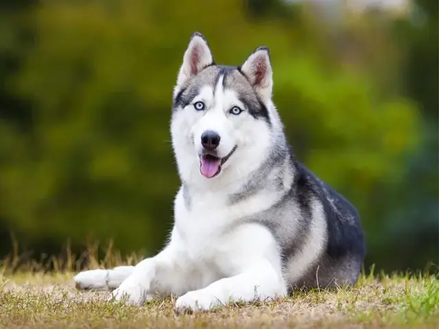 Chó “ngáo Ngơ” - Husky