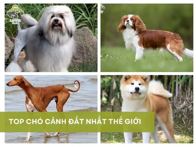 Chó Cảnh Đắt Nhất Thế Giới