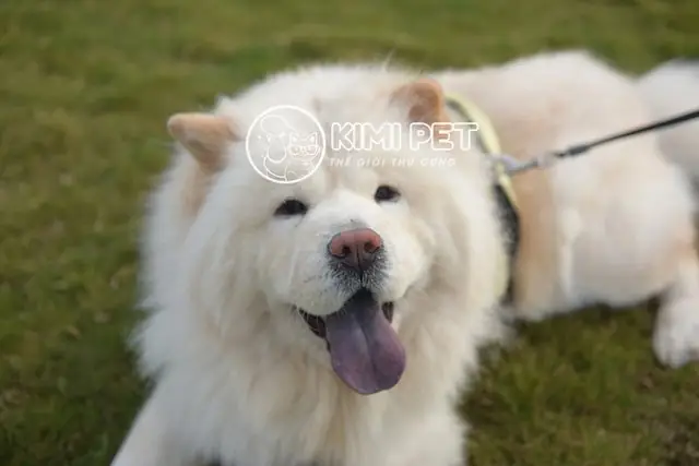 Top 10 Những Giống Chó Đắt Nhất Thế Giới Với Mức Giá Không Tưởng