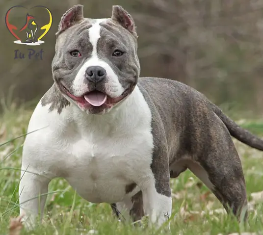 Pit Bull – Một Loài Chó Hung Dữ Nhất Thế Giới
