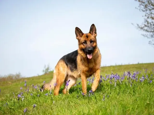German Shepherd