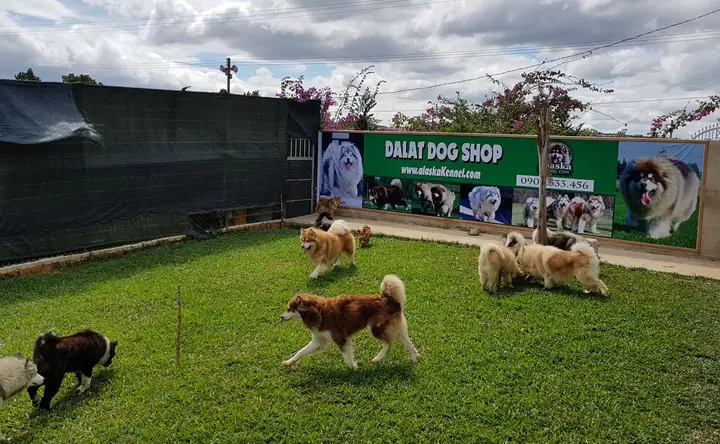 Trại Chó Alaska Bình Dương Trại Chó Alaska Bình Dương