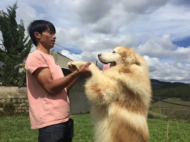 Trại Chó Alaska Bình Dương