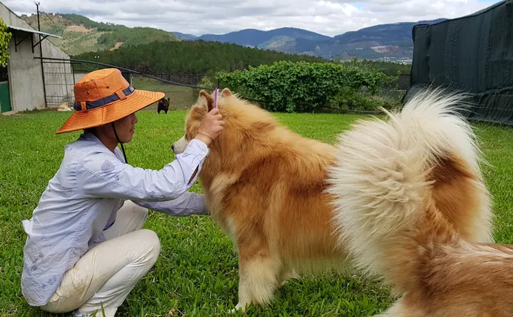 Trại Chó Alaska Bình Dương Trại Chó Alaska Bình Dương