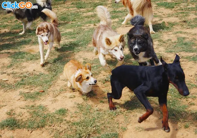 Tầm Quan Trọng Của Du Lịch Có Trách Nhiệm Với Động Vật