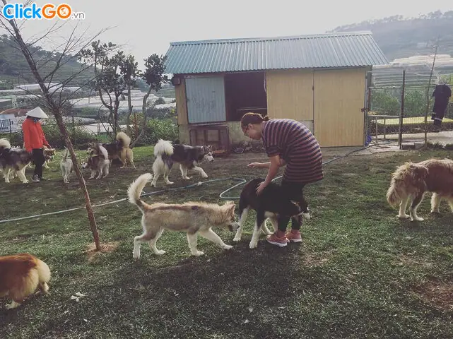 Đặc Điểm Nổi Bật Của Giống Alaska Husky