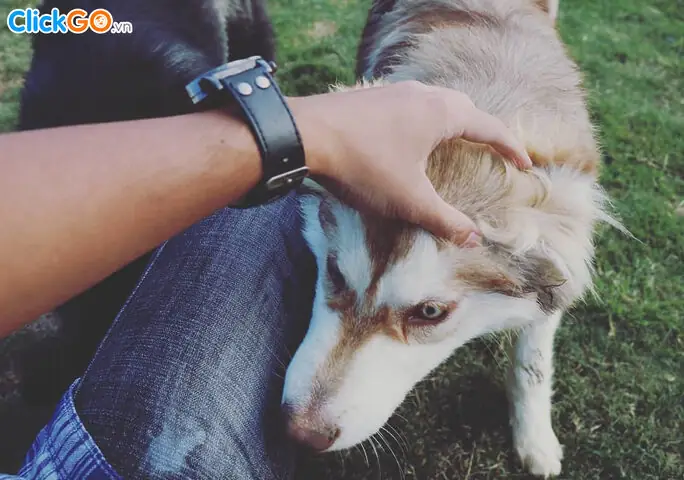 Sự Phát Triển Của Mô Hình Du Lịch Kết Hợp Thú Cưng Tại Việt Nam