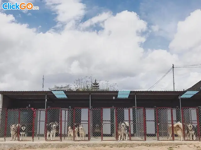 Quy Tắc Khi Tương Tác Với Chó