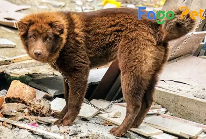 Những Lý Do Bạn Nên Nuôi Chó Bắc Hà Đỏ