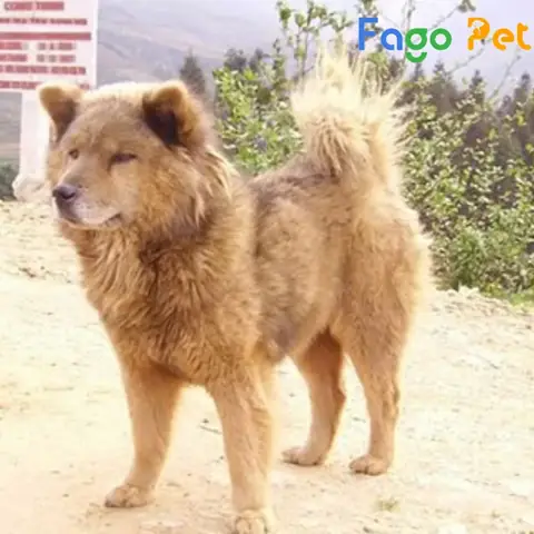 Ưu Điểm Khi Lựa Chọn Mua Chó Bắc Hà Đỏ Tại Fago Pet Ưu Điểm Khi Lựa Chọn Mua Chó Bắc Hà Đỏ Tại Fago Pet