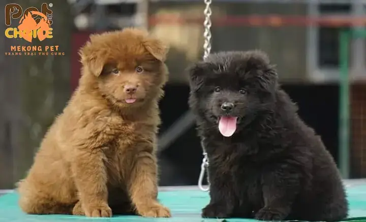 Tiêu Chí Đánh Giá Trại Chó Bắc Hà Uy Tín Tại Tp Hcm