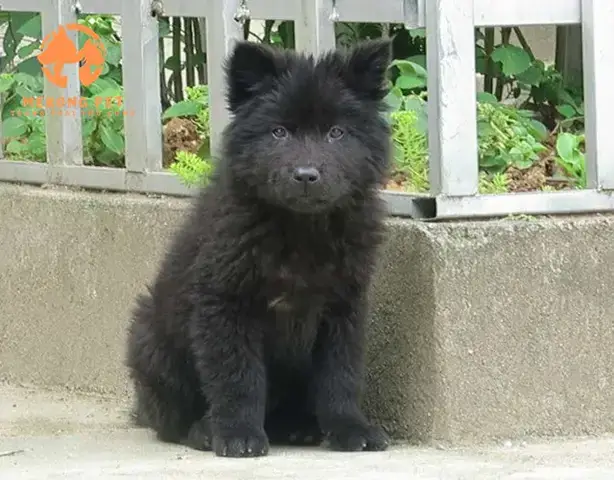 Top 5 Trại Chó Bắc Hà Tp Hcm Uy Tín Và Chuẩn Giống