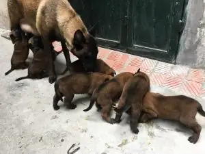 Trại Chó Becgie Bỉ (malinois) Thuần Chủng Tại Hà Nội Trại Chó Becgie Bỉ (malinois) Thuần Chủng Tại Hà Nội