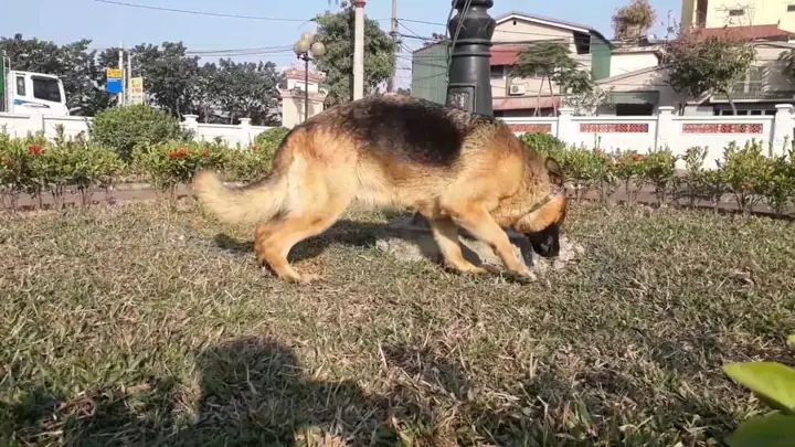 Những Lợi Ích Khi Bạn Mua Becgie Đức Tại Các Trại Chó Những Lợi Ích Khi Bạn Mua Becgie Đức Tại Các Trại Chó