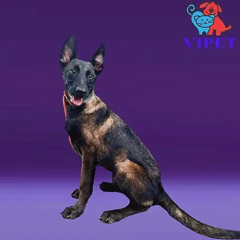 Chó Becgie Đức: Đặc Điểm, Tập Tính Và Vai Trò Trong Đời Sống