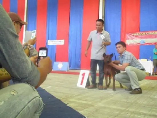 Trại Chó Bình Xoáy Thái Tạo Dựng Thương Hiệu Từ Chữ Tín