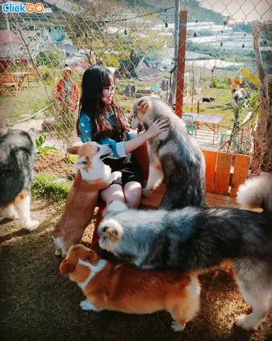 Xuất Hiện Trang Trại Chó Alaska Tại Đà Lạt Thu Hút Giới Trẻ, Khiến Các Bạn Trẻ Ngất Ngây Trong Dịp Tết 2018, Và Là Tâm Điểm Của Mùa Hè Năm Nay. Xuất Hiện Trang Trại Chó Alaska Tại Đà Lạt Thu Hút Giới Trẻ, Khiến Các Bạn Trẻ Ngất Ngây Trong Dịp Tết 2018, Và Là Tâm Điểm Của Mùa Hè Năm Nay.