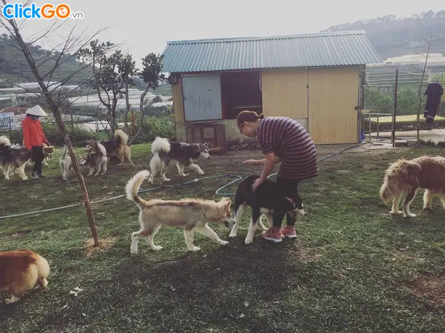Xuất Hiện Trang Trại Chó Alaska Tại Đà Lạt Thu Hút Giới Trẻ, Khiến Các Bạn Trẻ Ngất Ngây Trong Dịp Tết 2018, Và Là Tâm Điểm Của Mùa Hè Năm Nay. Xuất Hiện Trang Trại Chó Alaska Tại Đà Lạt Thu Hút Giới Trẻ, Khiến Các Bạn Trẻ Ngất Ngây Trong Dịp Tết 2018, Và Là Tâm Điểm Của Mùa Hè Năm Nay.