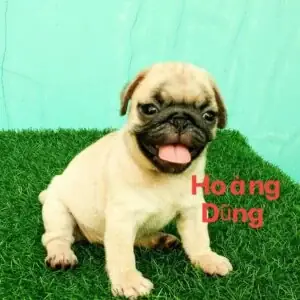 Trại Chó Bull Pháp Hcm