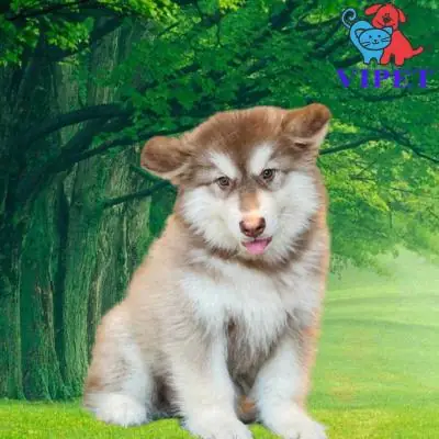 Trại Chó Bully Ở Hà Nội: Tìm Hiểu Giống Chó Và Cách Lựa Chọn Đáng Tin Trại Chó Bully Ở Hà Nội: Tìm Hiểu Giống Chó Và Cách Lựa Chọn Đáng Tin