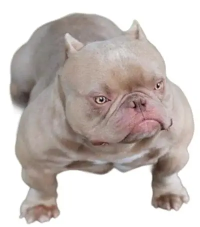 Trại Chó Bully Ở Tp.hcm: Tổng Quan Về Các Cơ Sở Nuôi, Chăm Sóc Và Bảo Tồn Chó Bully