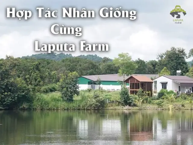 Quy Trình Hợp Tác Nhân Giống Chó Cảnh Tại Trại Chó Hà Nội