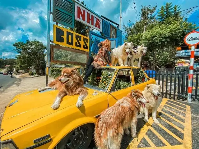 Nhà Boss – Quán Cafe Chó Đà Lạt