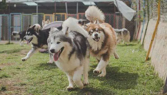 Face Black Rock Đà Lạt Face Black Rock Đà Lạt