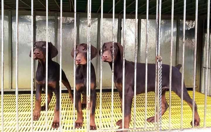 Trại Chó Doberman Tại Hà Nội Trại Chó Doberman Tại Hà Nội