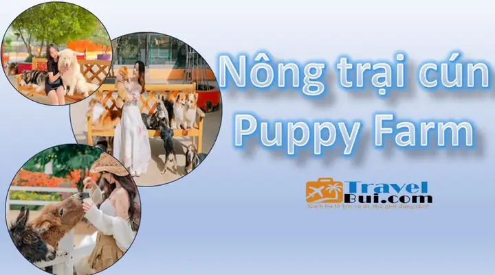 Trại Chó Giống Bùi Kiên: Tổng Quan Và Thông Tin Cần Biết