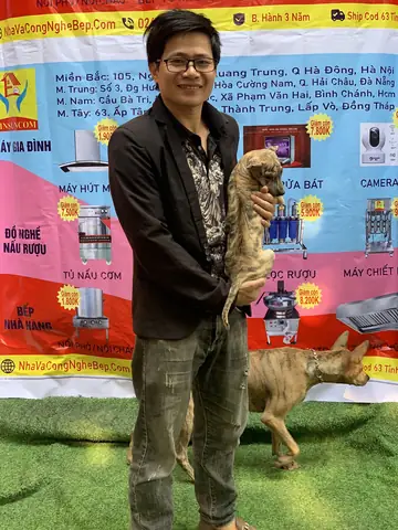 Bản Năng Săn Bắt - Hái Lượm Làm Nên Thương Hiệu Khi Có Chó Bạn Đồng Hành, Và Chó Đánh Bắt Cả Những Đối Thủ To Lớn Như Lợn Rừng, Châu Bò Hung Dữ Phá Hoại Gia Chủ: Bản Năng Săn Bắt - Hái Lượm Làm Nên Thương Hiệu Khi Có Chó Bạn Đồng Hành, Và Chó Đánh Bắt Cả Những Đối Thủ To Lớn Như Lợn Rừng, Châu Bò Hung Dữ Phá Hoại Gia Chủ: