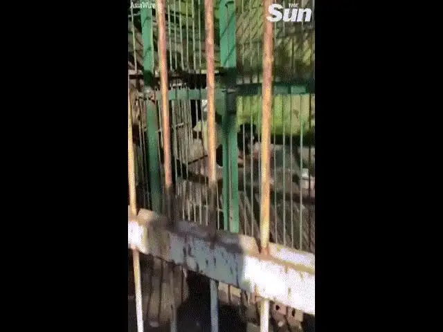 Trại Chó H Mông Cộc