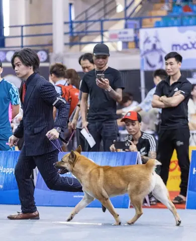 Trại Chó Phú Quốc Tiền Tỷ Và Ước Mơ Vươn Tầm Thế Giới Trại Chó Phú Quốc Tiền Tỷ Và Ước Mơ Vươn Tầm Thế Giới