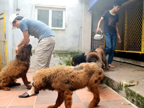 Nếu Bạn Lên Mạng, Vào Google, Gõ Cụm Từ “trại Chó Ngao Tạng Phượng Hoàng” Và Seach Thì Ngay Lập Tức Sẽ Nhận Được Hàng Loạt Thông Tin Về Kiều Văn Hoàng - Một Thanh Niên 28 Tuổi, Người Đã Bảo Vệ Thành Công Luận Văn Thạc Sĩ Ngữ Văn Ở Trung Quốc Nhưng Lại Đang Là Ông Chủ Của Một Trại Chó Ngao Tây Tạng Có Lúc Đông Tới 30-40 Con Ở Thị Xã Quảng Yên, Tỉnh Quảng Ninh