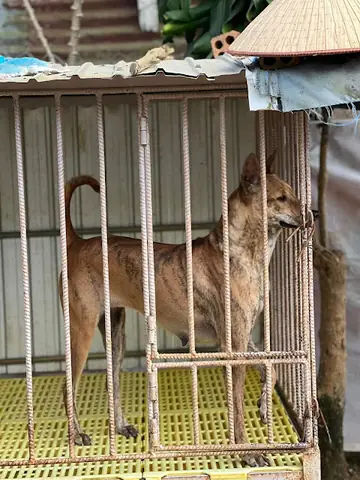 Trại Chó Phú Quốc Tại Bảo Lộc, Lâm Đồng