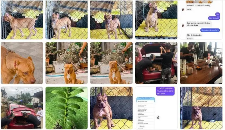 Trại Chó Pitbull, Bandog Tại Bảo Lộc